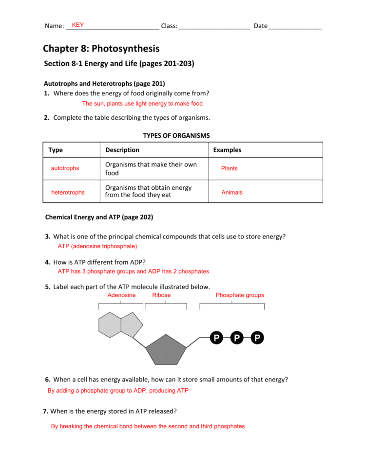 Chapter 8 Photosynthesis