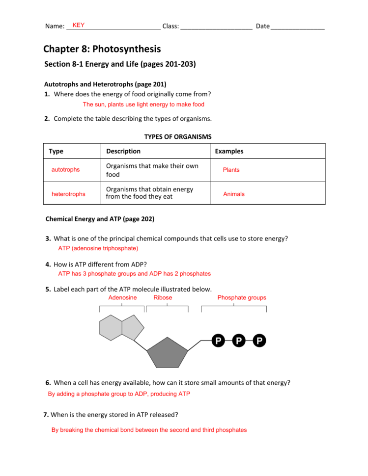 Chapter 8 Photosynthesis