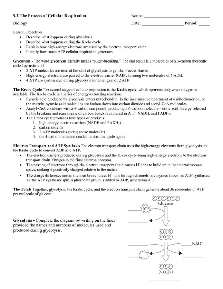 Chapter 9 Review Worksheet Cellular Respiration | db-excel.com