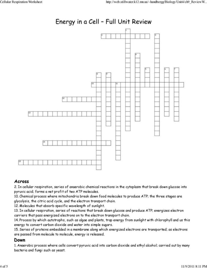 Cellular Respiration Worksheet Pdf