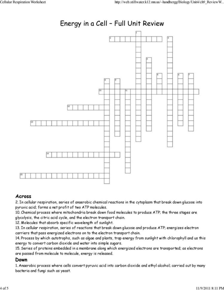 Chapter 9 Review Worksheet Cellular Respiration  Pdf