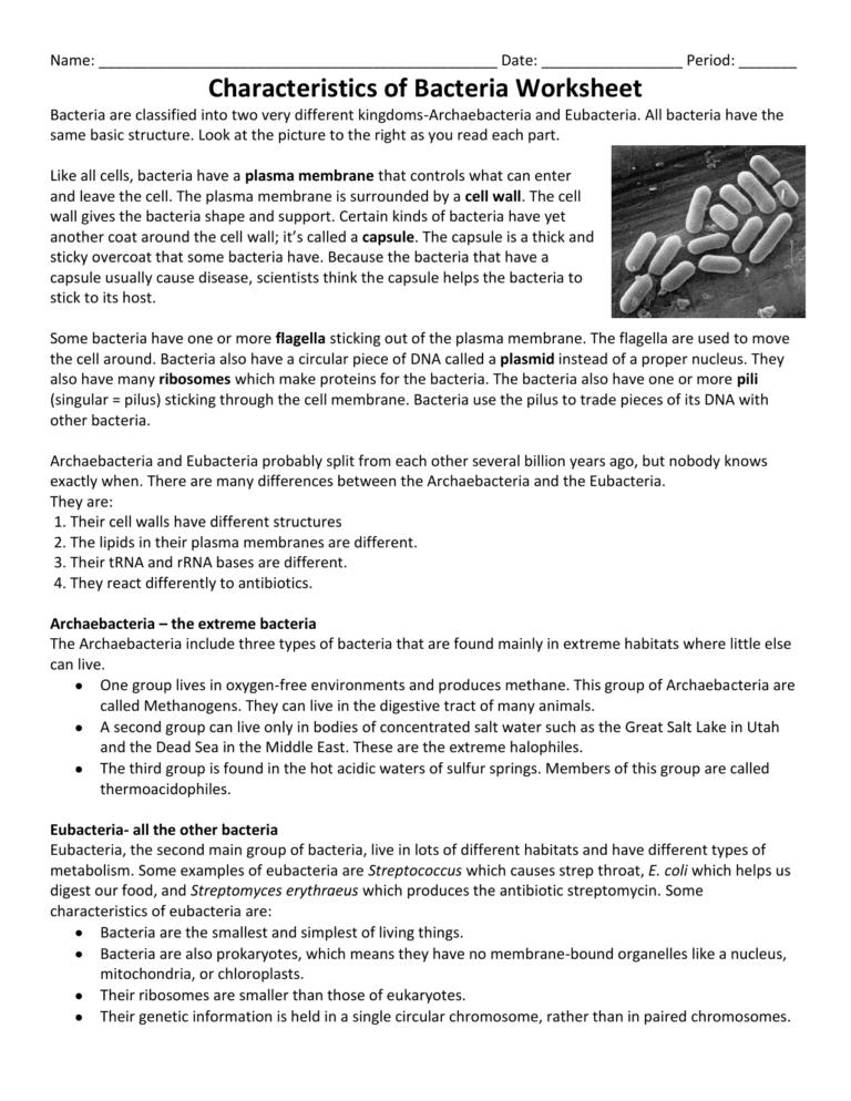 Characteristics Of Bacteria Worksheet