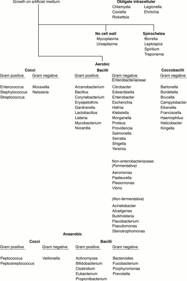 Characteristics Of Bacteria Worksheet Answers