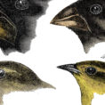 Charles Darwin's Finches And The Theory Of Evolution
