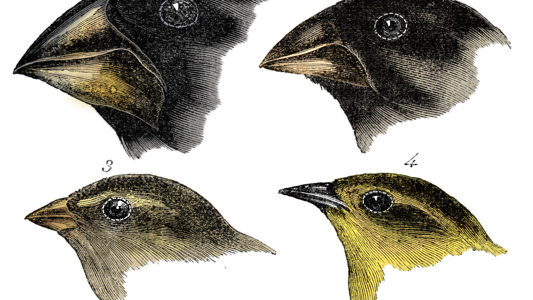 Charles Darwin's Finches And The Theory Of Evolution