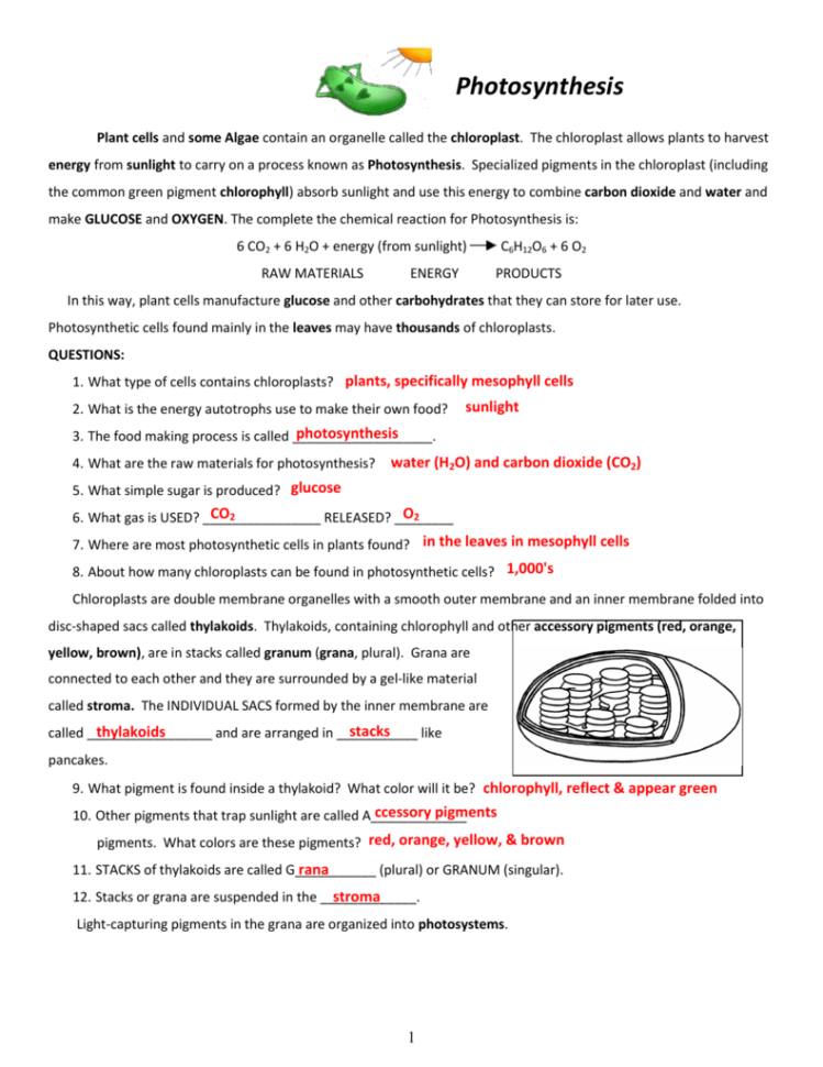 Chloroplast Worksheets Key
