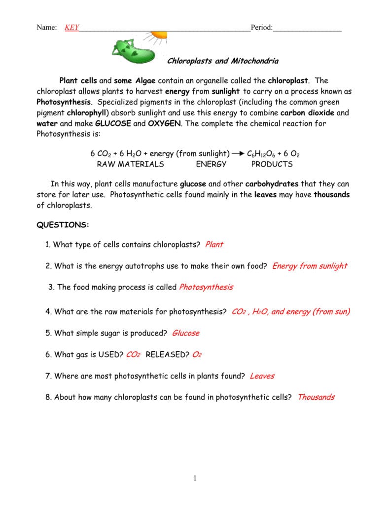 Chloroplasts And Mitochondria