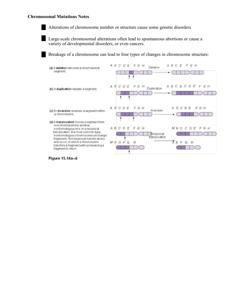 Chromosomal Mutations Notes Alterations Of Chromosome Number