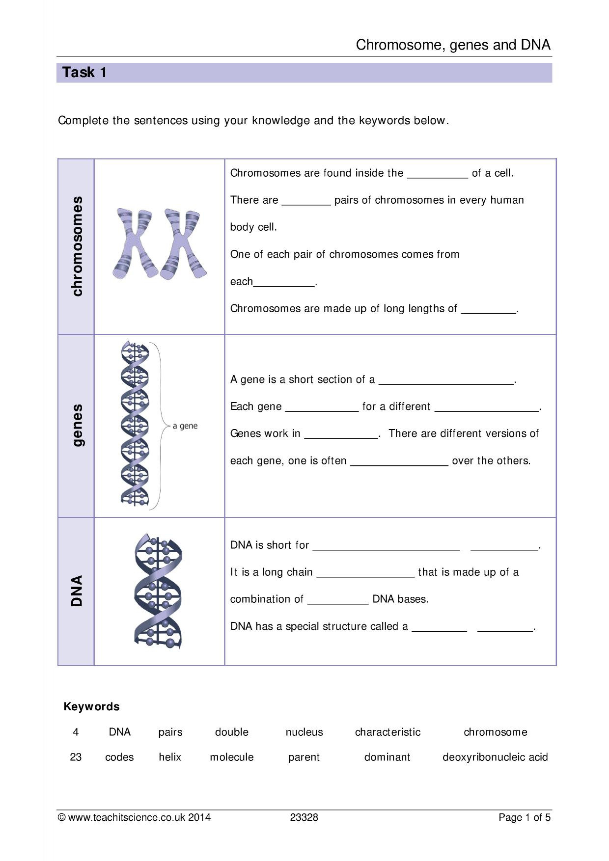 Chromosomes Genes And Dna Worksheet With Answers Db excel