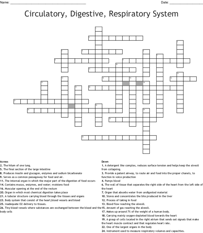Circulatory Digestive Respiratory System Crossword  Word