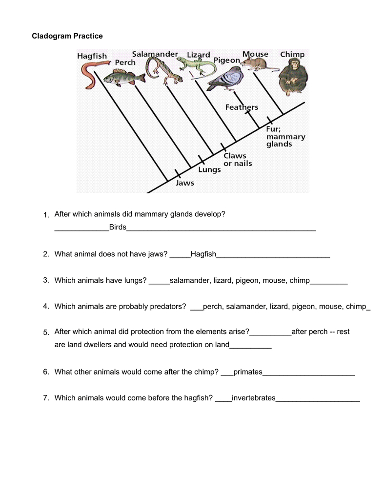 cladogram-worksheet-key