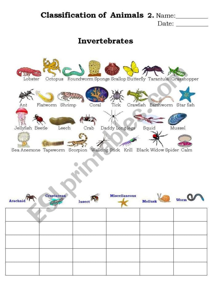 Classification Of Animals 2  Esl Worksheetbeucici17
