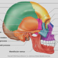 Classification Of Bones Skull Labeling Worksheet Answers