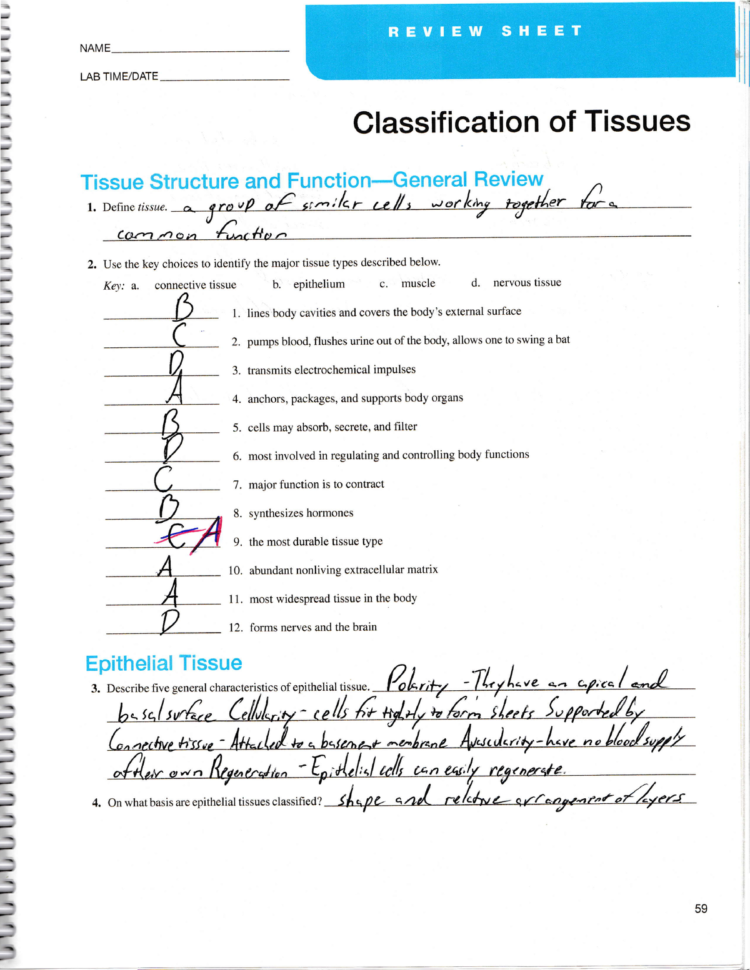 Classification Of Tissues Answers  Bsc 2085C  Studocu