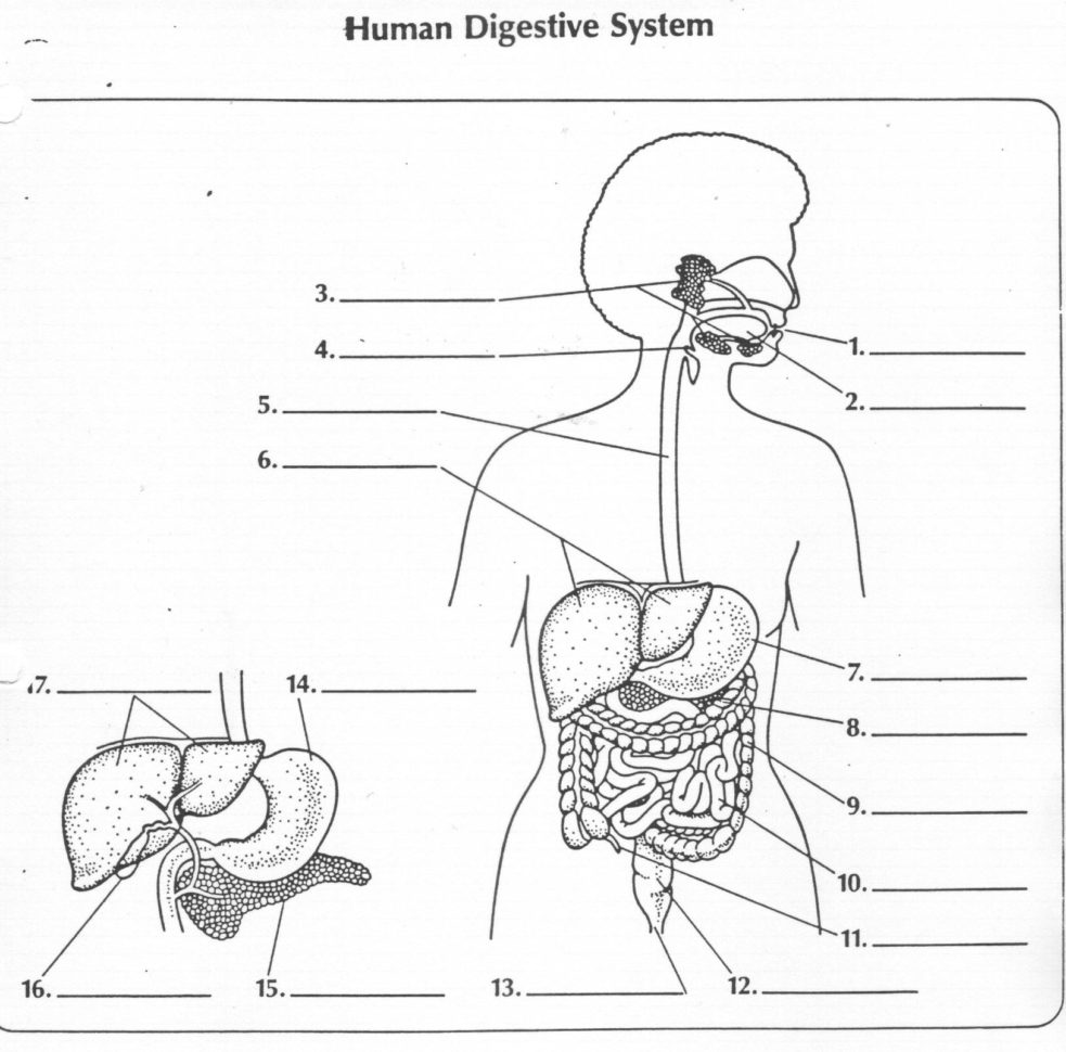 Digestive System Printable Worksheets