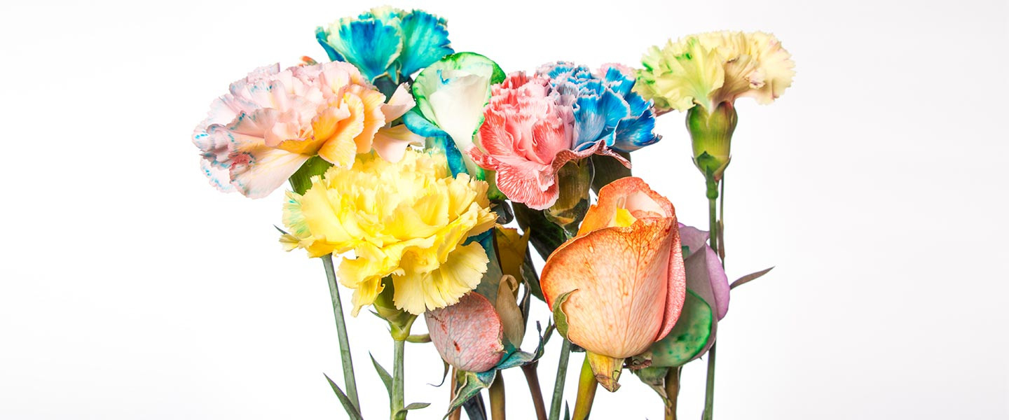 Color Changing Carnation Flowers  Experiments  Steve Spangler Science
