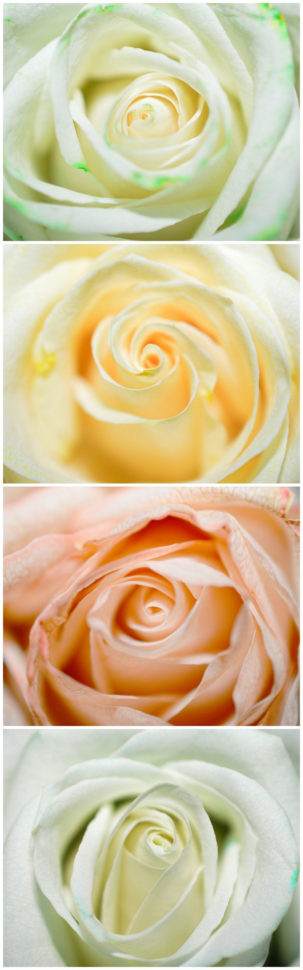 Color Changing Flowers Science Project