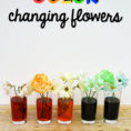 Color Changing Flowers  The Stem Laboratory