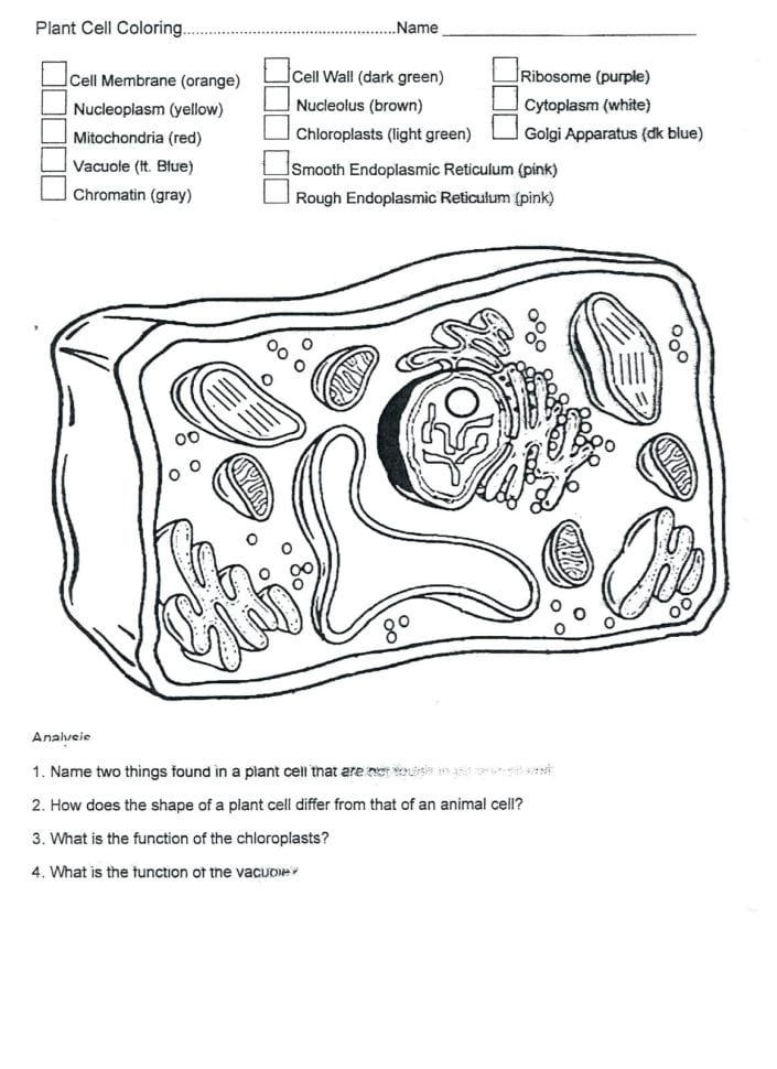 Coloring  Animal Cell Coloring Sheet Answer Key In Plant