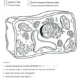 Coloring  Animal Cell Coloring Sheet Answer Key In Plant