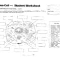 Coloring  Coloring Plant Cell Answer Key Beautiful Model