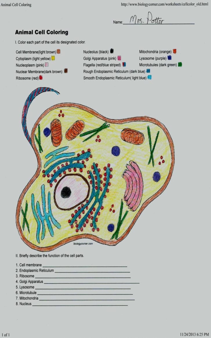 Plant Cell Coloring Worksheet Answers