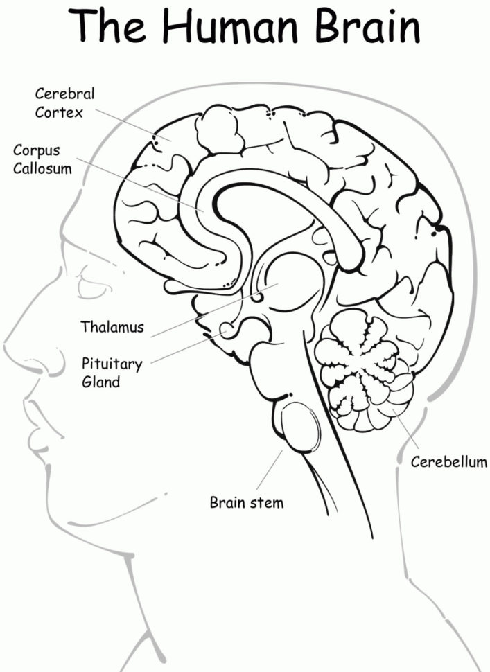 Coloring Ideas  Coloring Ideas Human Brain Book Image