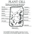 Coloring Page Animal Cell – Amicuscolorco