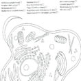 Coloring Page Animal Cell – Amicuscolorco
