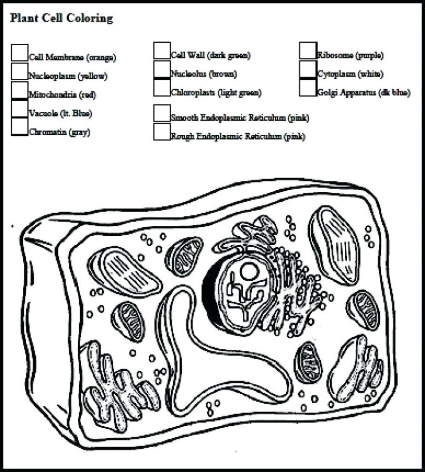 Coloring Page Animal Cell – Amicuscolorco — db-excel.com