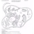 Coloring Page Animal Cell With Membrane Worksheet Answer Key