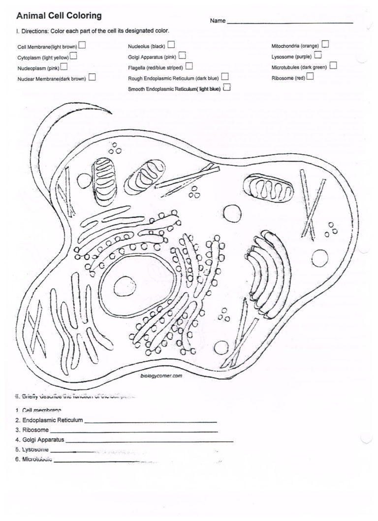 Coloring Page Animal Cell With Membrane Worksheet Answer ...