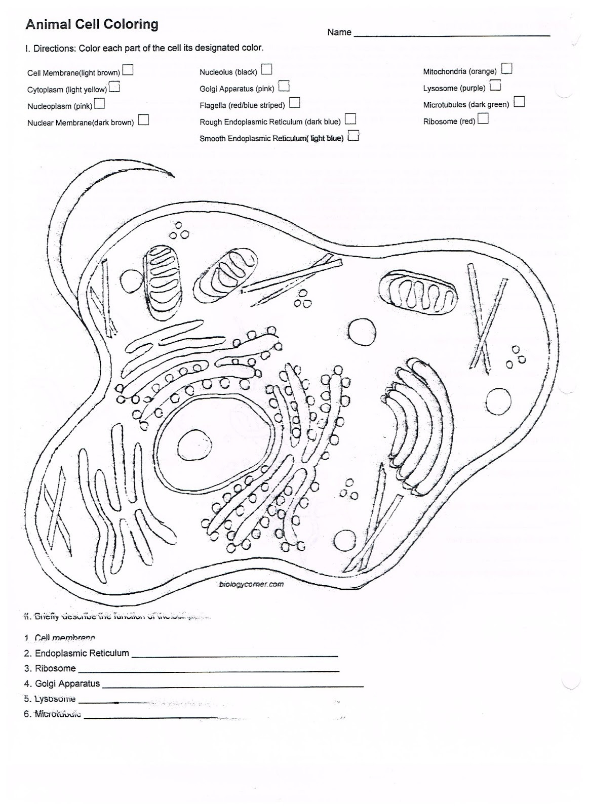 Animal Cells Worksheet Answers
