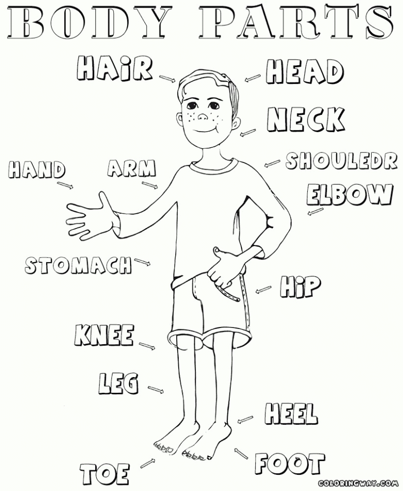 Coloring Pages  Free Body Parts Coloring Sheets For