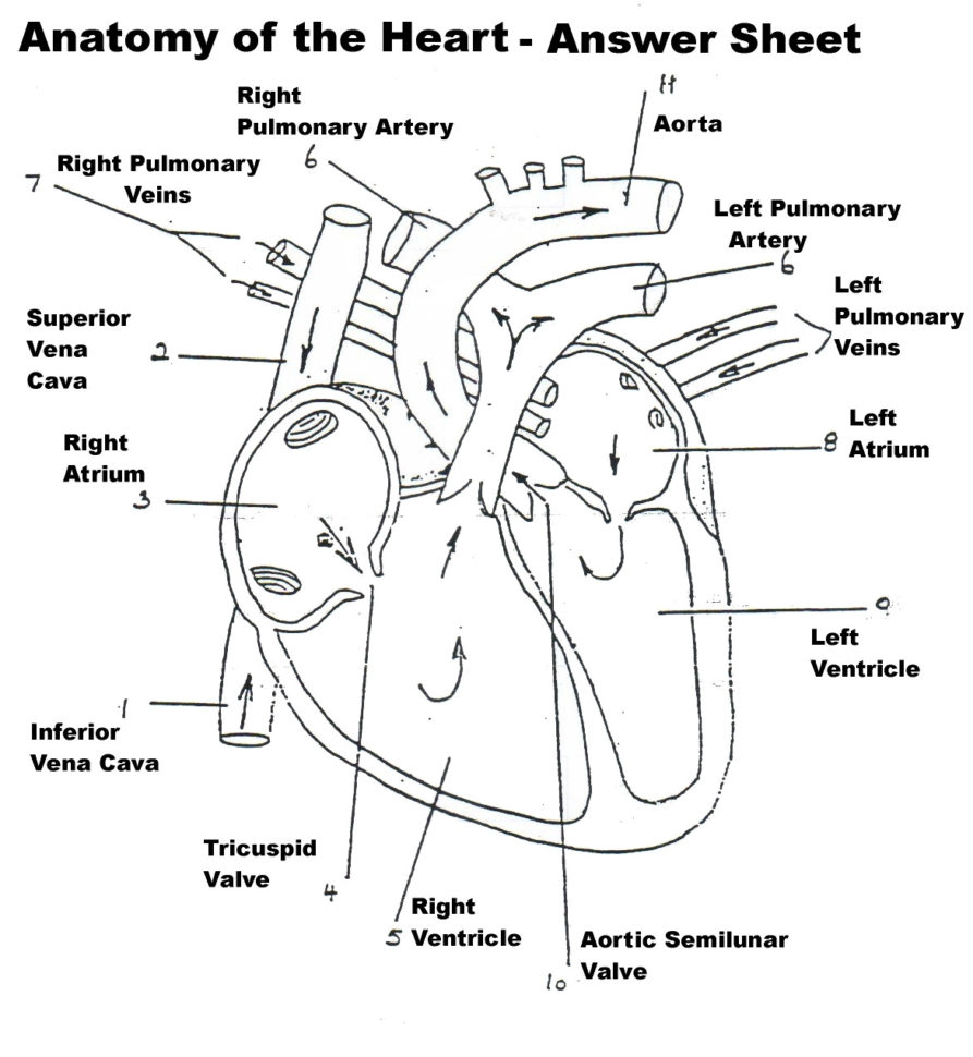 Coloring Pages  Scenic Anatomy Physiology Coloring Workbook