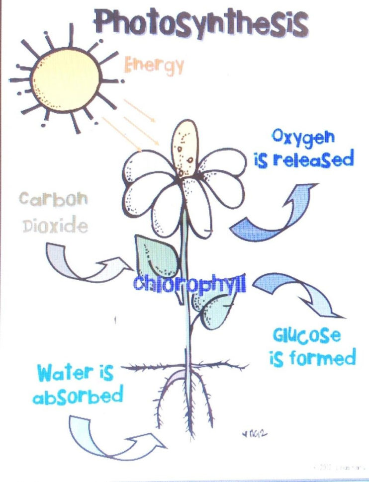 Coloring Plants Worksheets For Kindergarten Grade Free