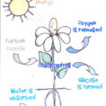 Coloring Plants Worksheets For Kindergarten Grade Free
