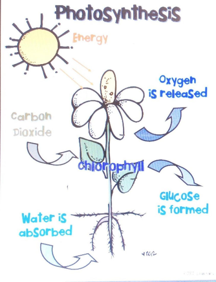 Plant Worksheets For Kindergarten — db-excel.com