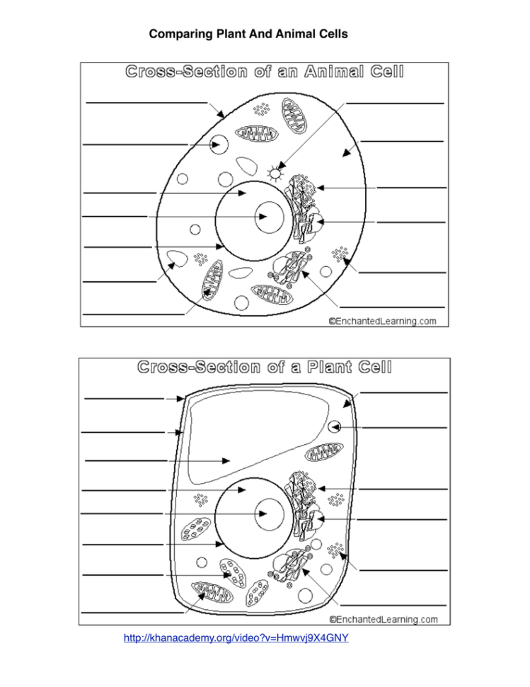 Comparing Plant And Animal Cells