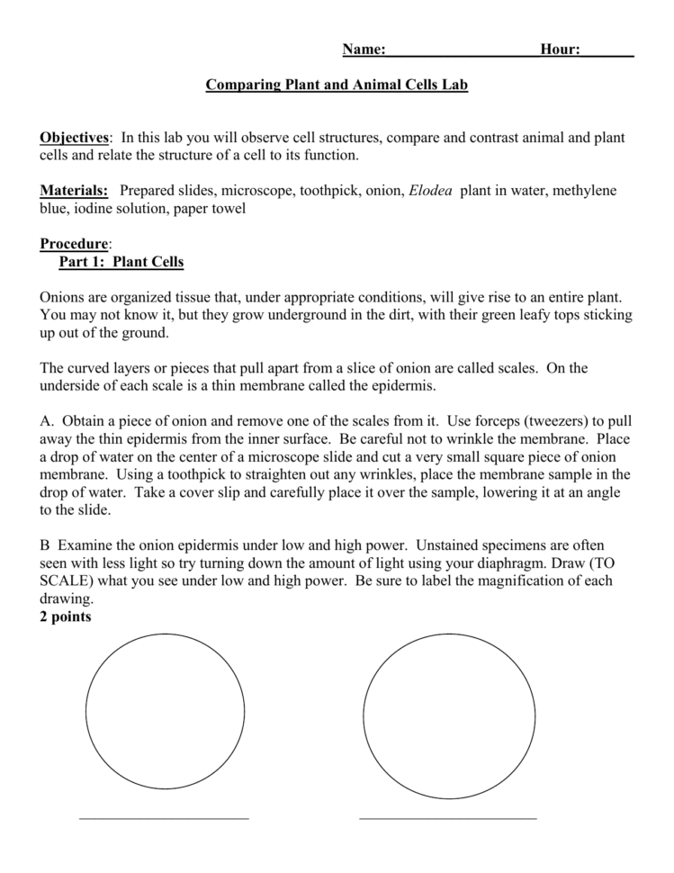 Comparing Plant And Animal Cells Lab