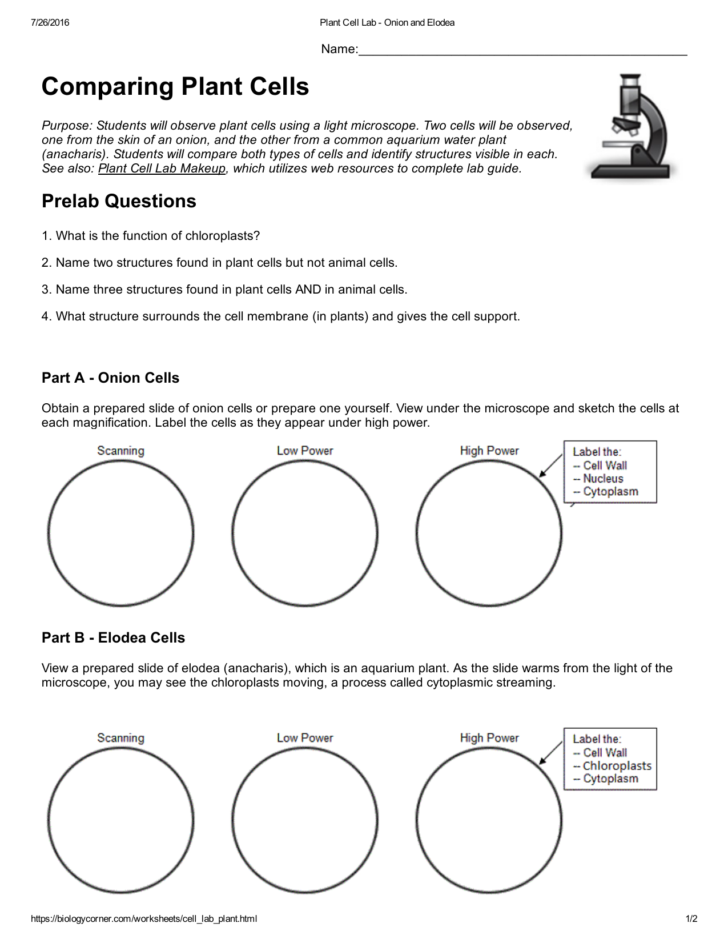 Comparing Plant Cells — db-excel.com