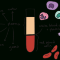 Components Of Blood Article  Khan Academy