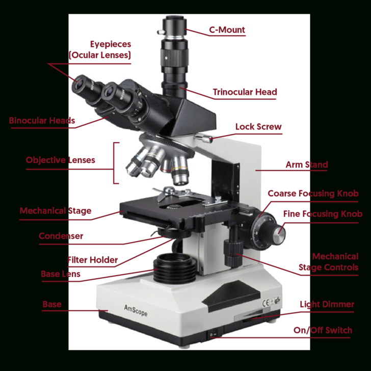 Compound Microscope Lab 1 Answer Key — db-excel.com