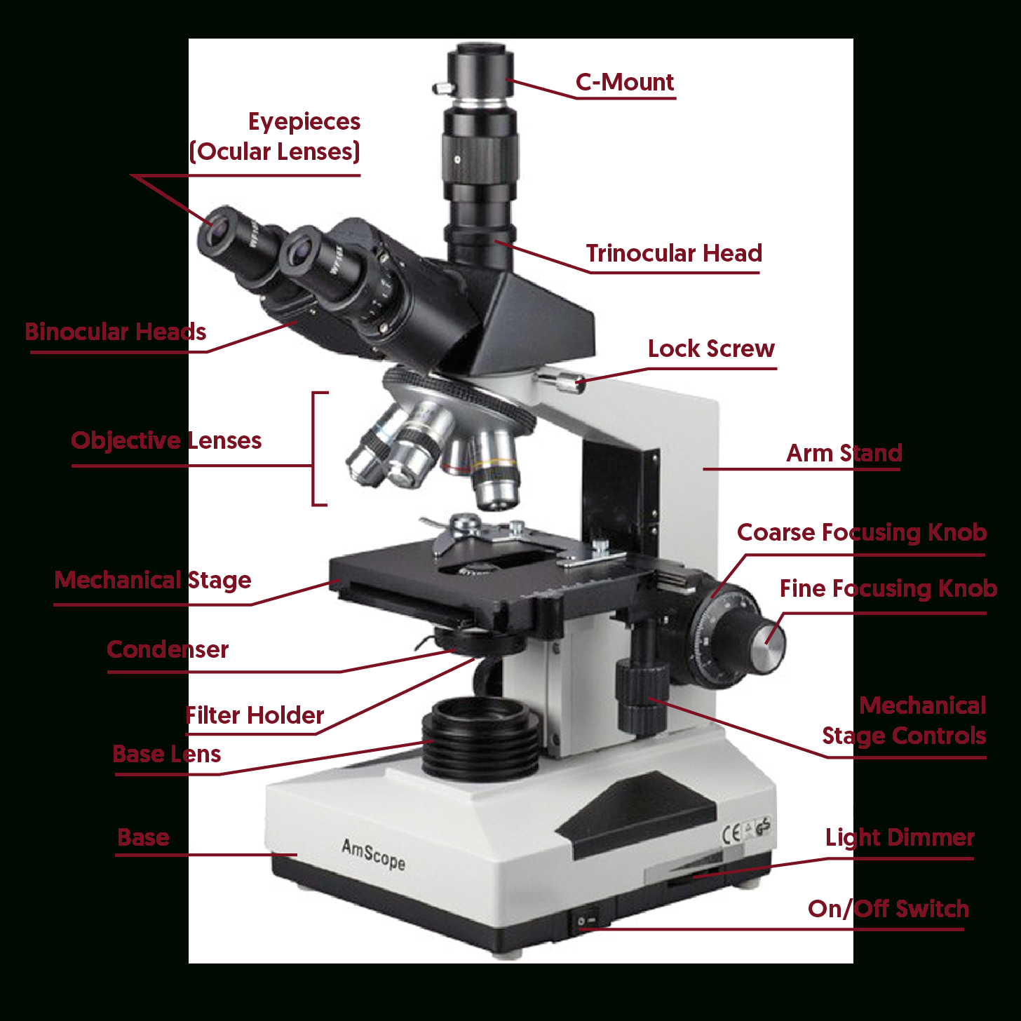 compound-microscope-lab-1-answer-key-db-excel