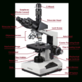 Compound Microscope Lab 1  Answer Key