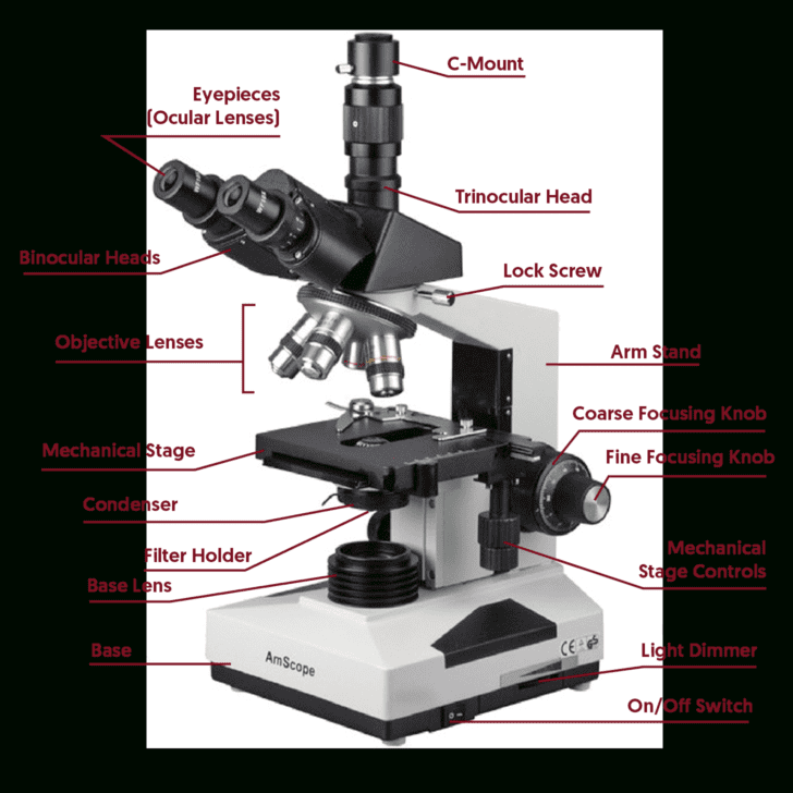 Microscope Parts And Use Worksheet