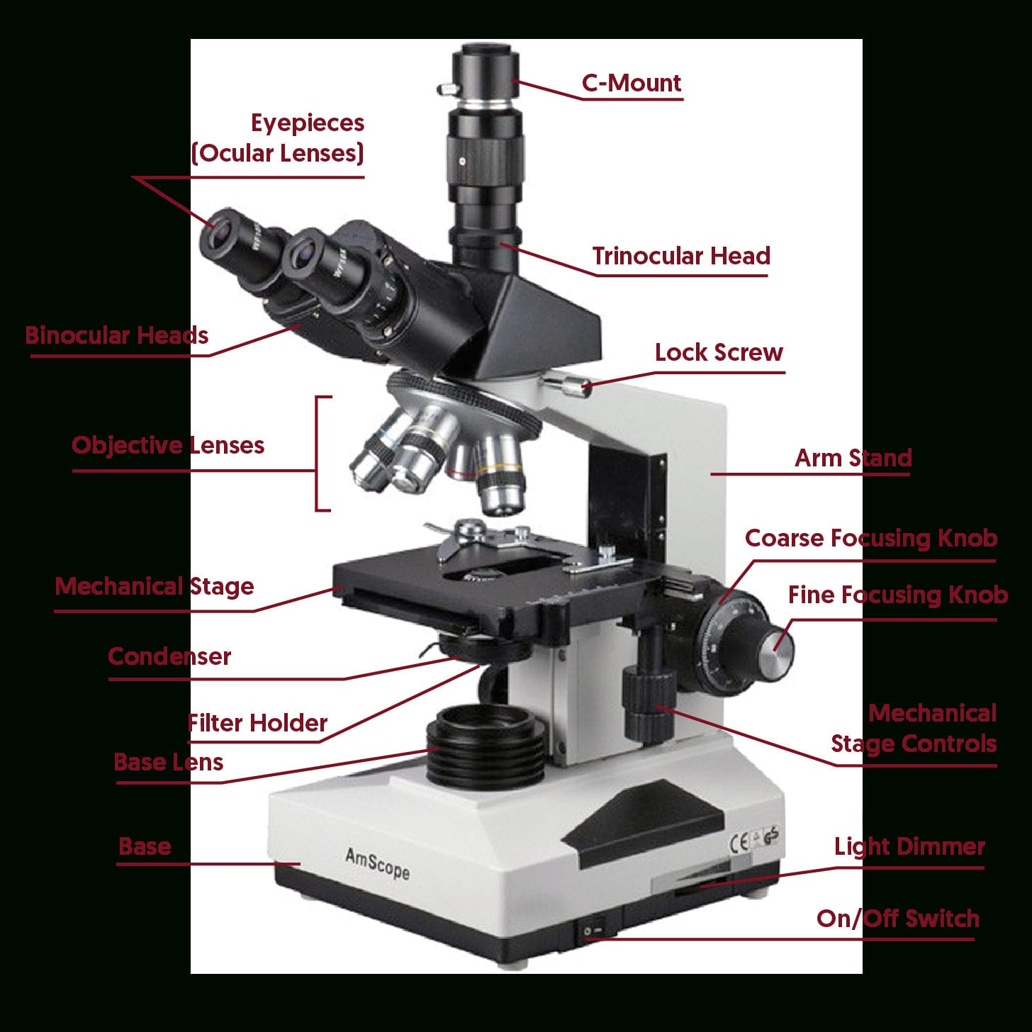 Microscope Parts And Use Worksheet Answer Key — db-excel.com