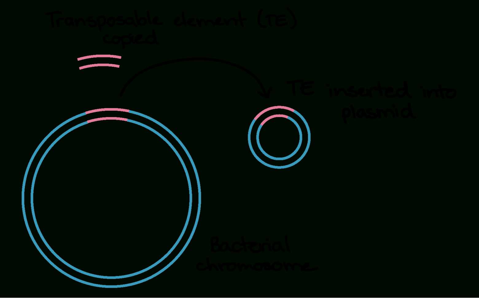 Conjugation Transformation  Transduction  Bacteria