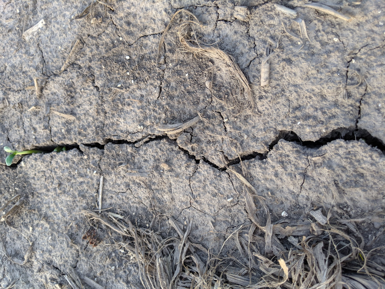 Considerations After Crusted Soybean  Croptch