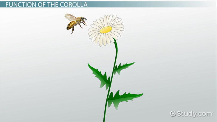 Flower Structure And Reproduction Worksheet Answers